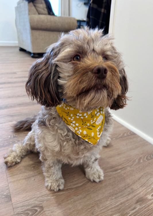Wildflower & Pale Yellow Slip-On Pet Scrunchie