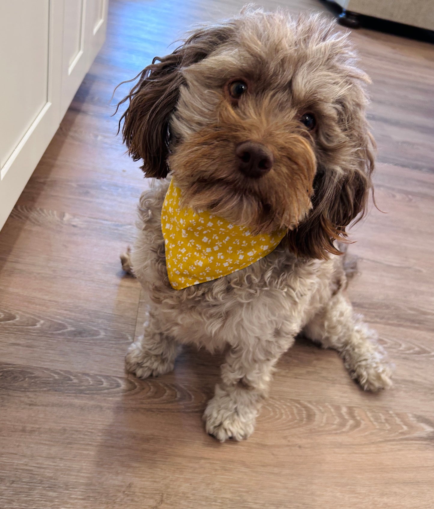 Pale Yellow Floral Slip-On Pet Scrunchie