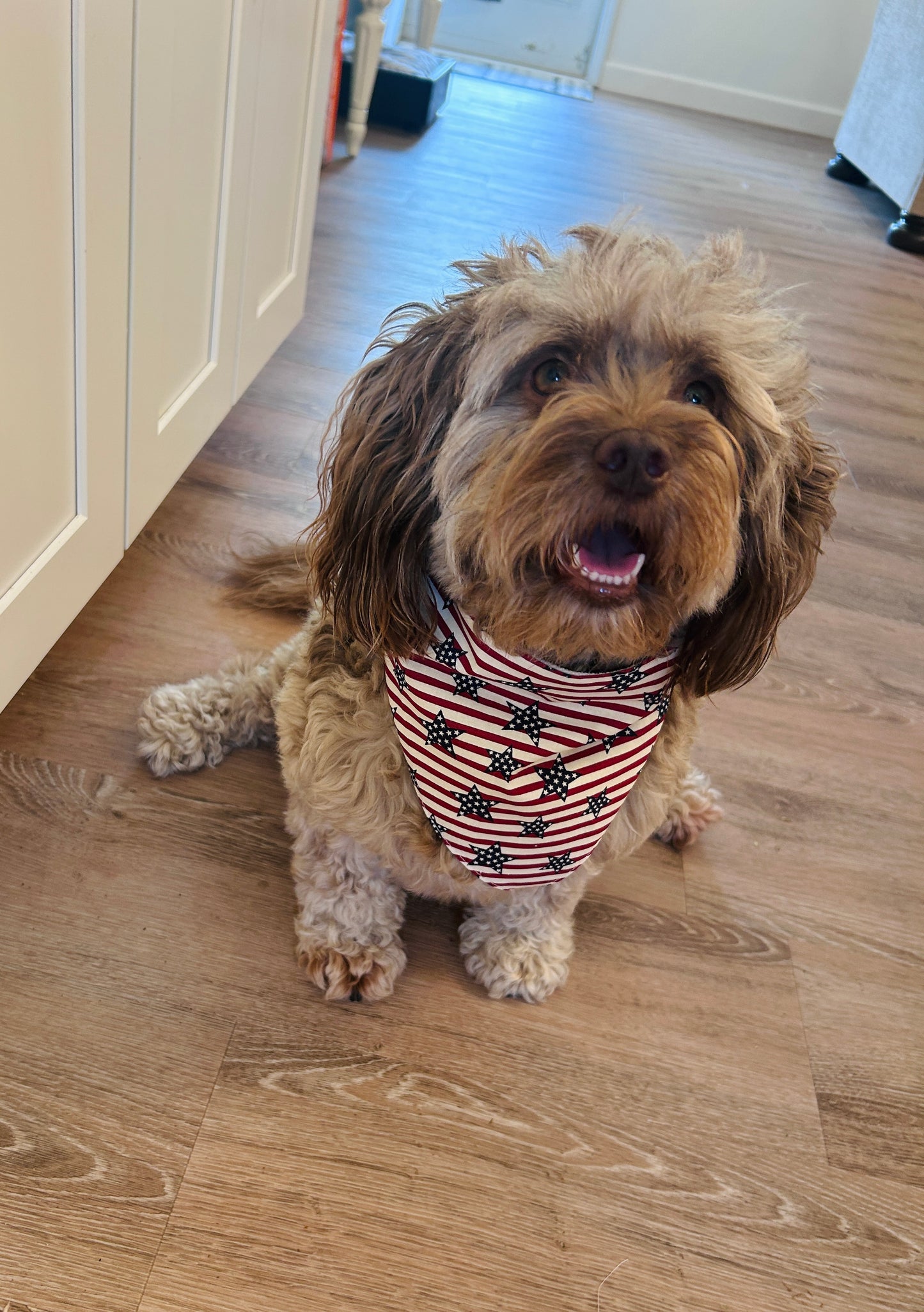 4th of July Ready Dog Bandana