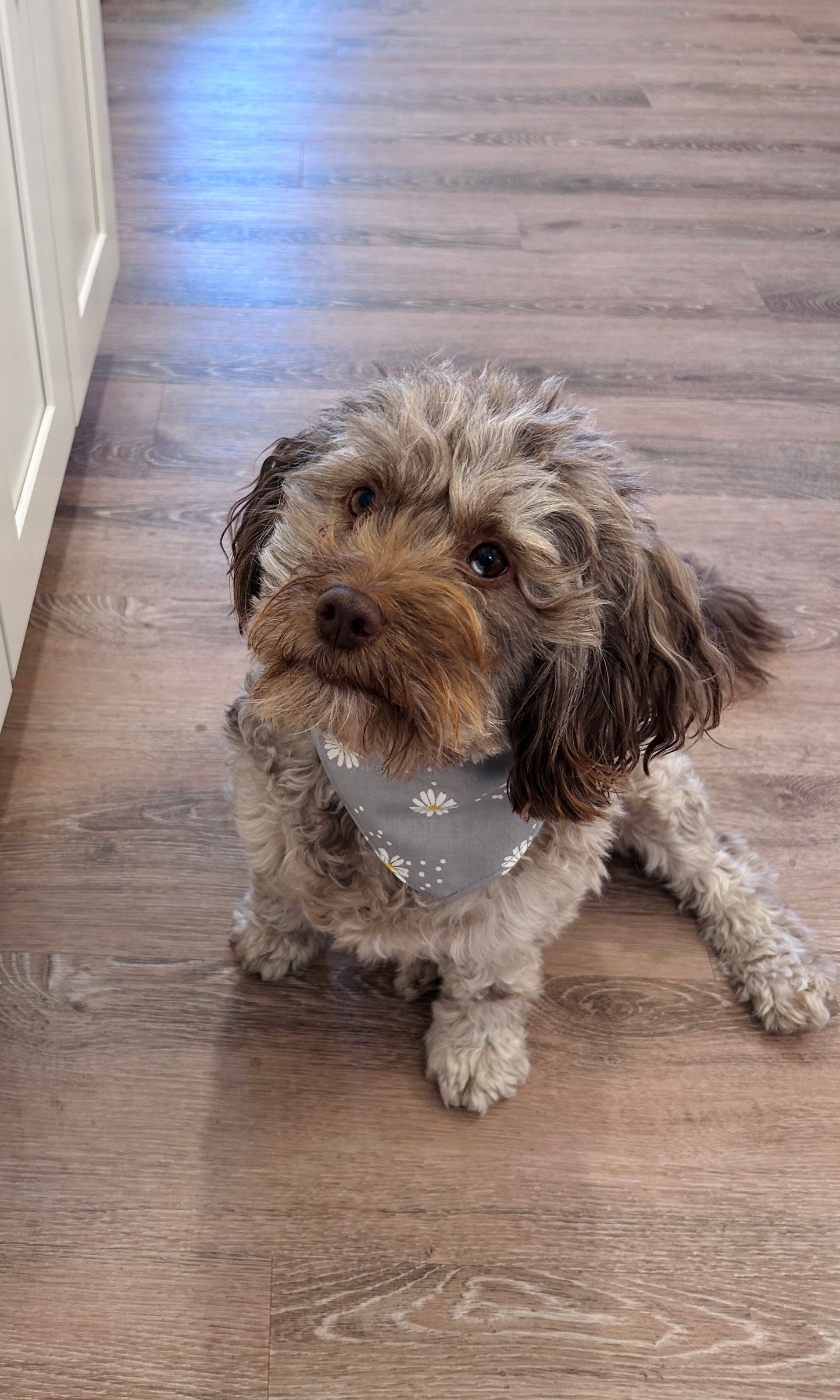 Gray Daisy Print Slip-On Pet Scrunchie