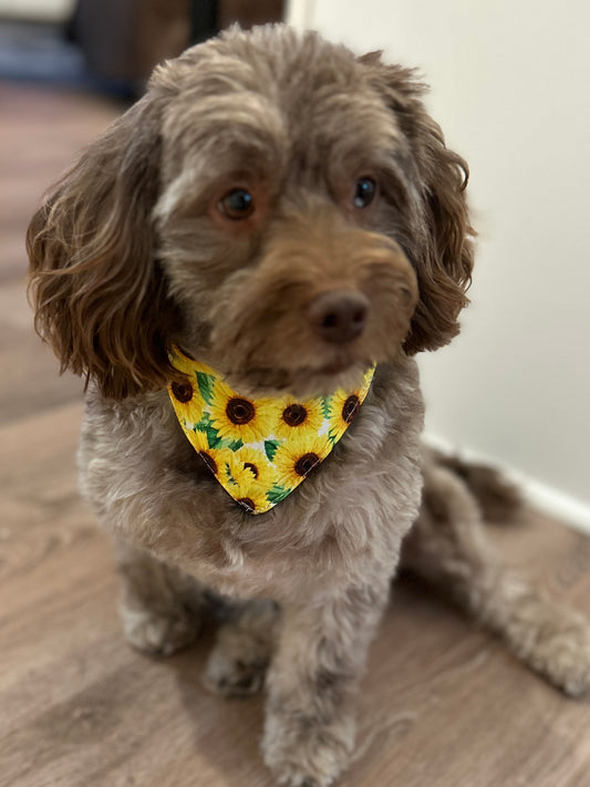 Reversible Scrunchie Dog Bandana: "Sunny Days" Sunflower & Olive Ribbed Knit - Easy Slip-On Style