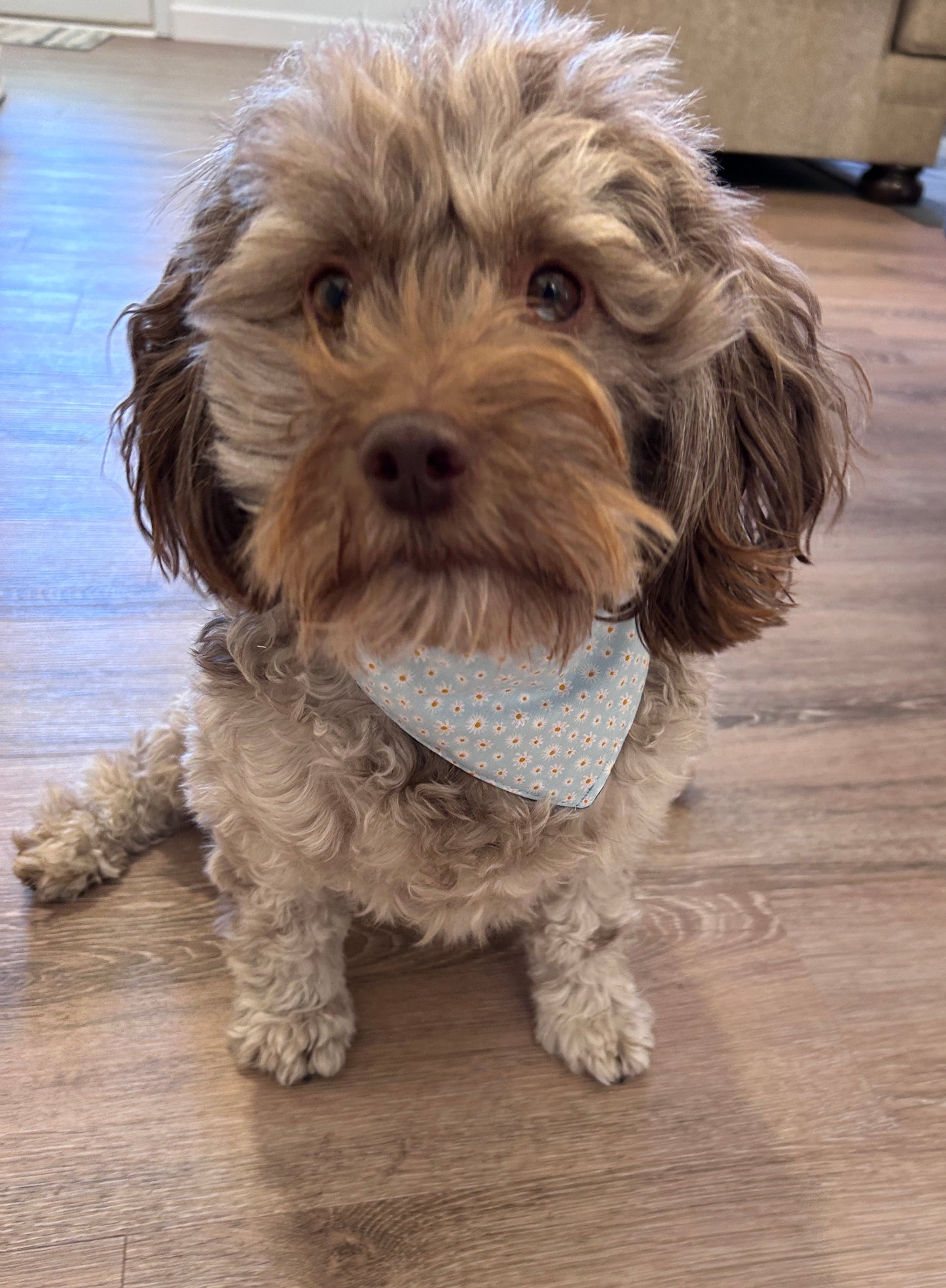 Light Blue Slip-On Pet Scrunchie