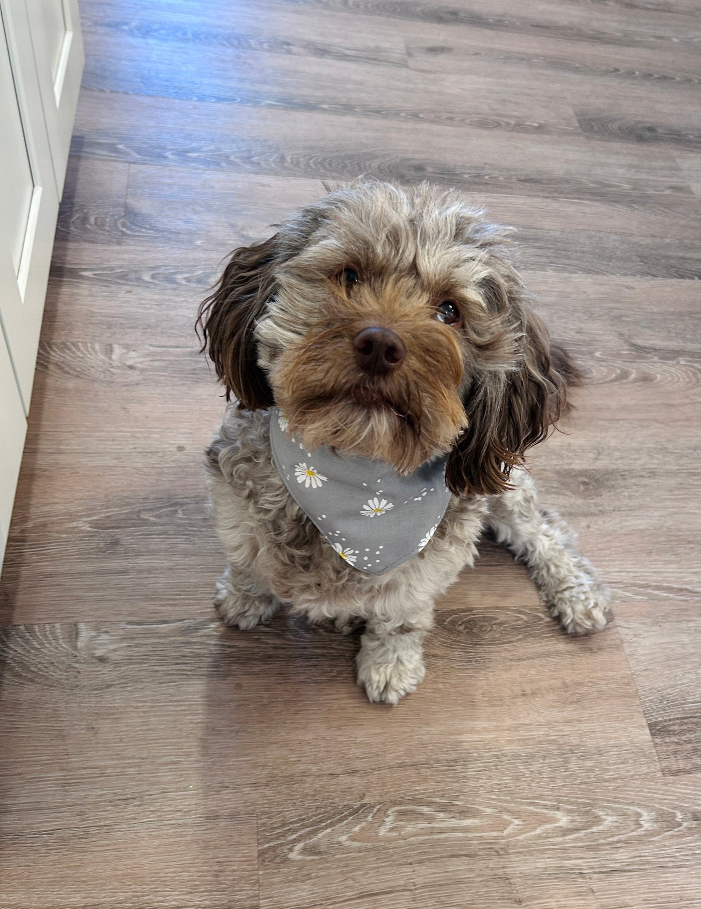 Gray Daisy Print Slip-On Pet Scrunchie