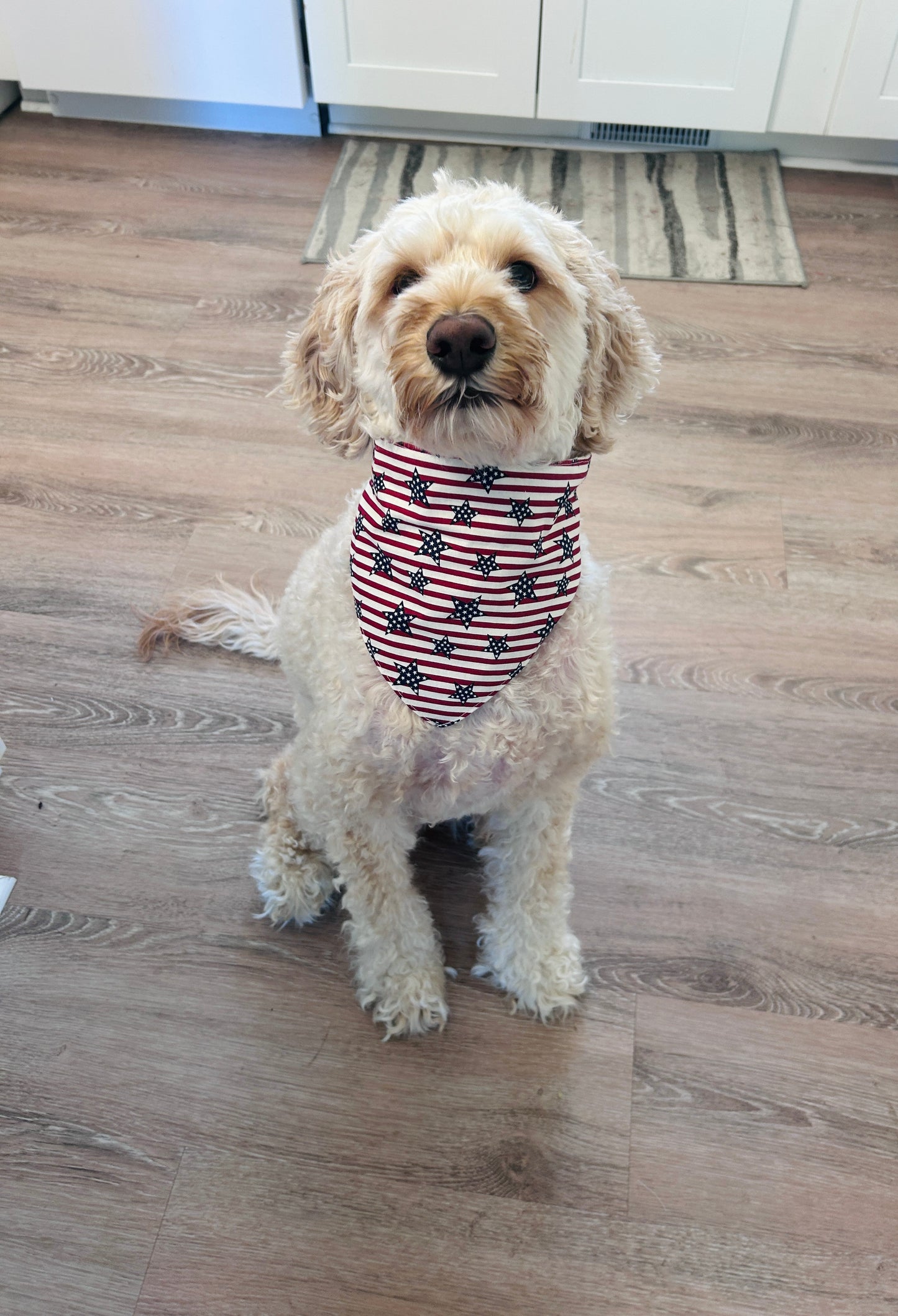4th of July Ready Dog Bandana