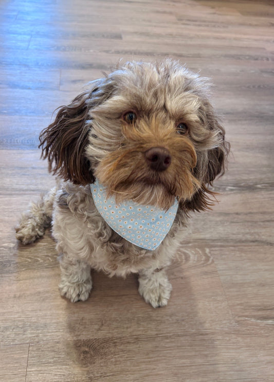 Light Blue Slip-On Pet Scrunchie