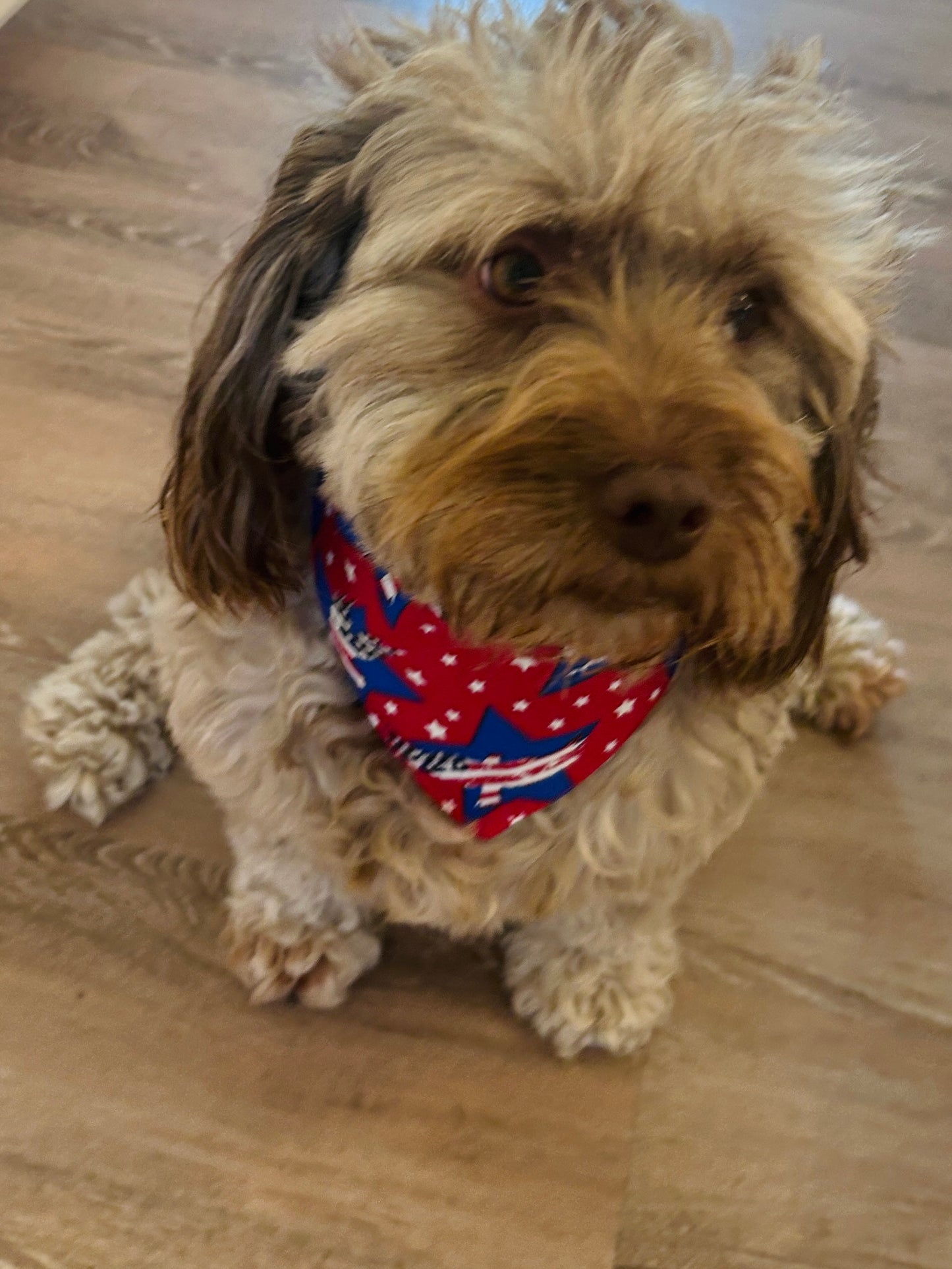Red, White & Blue Stars Dog Bandana