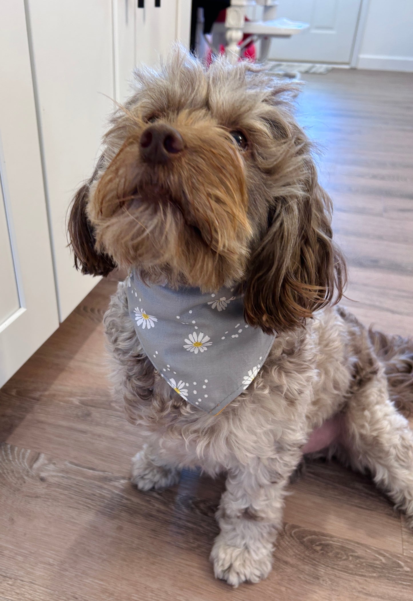 Gray Daisy Print Slip-On Pet Scrunchie