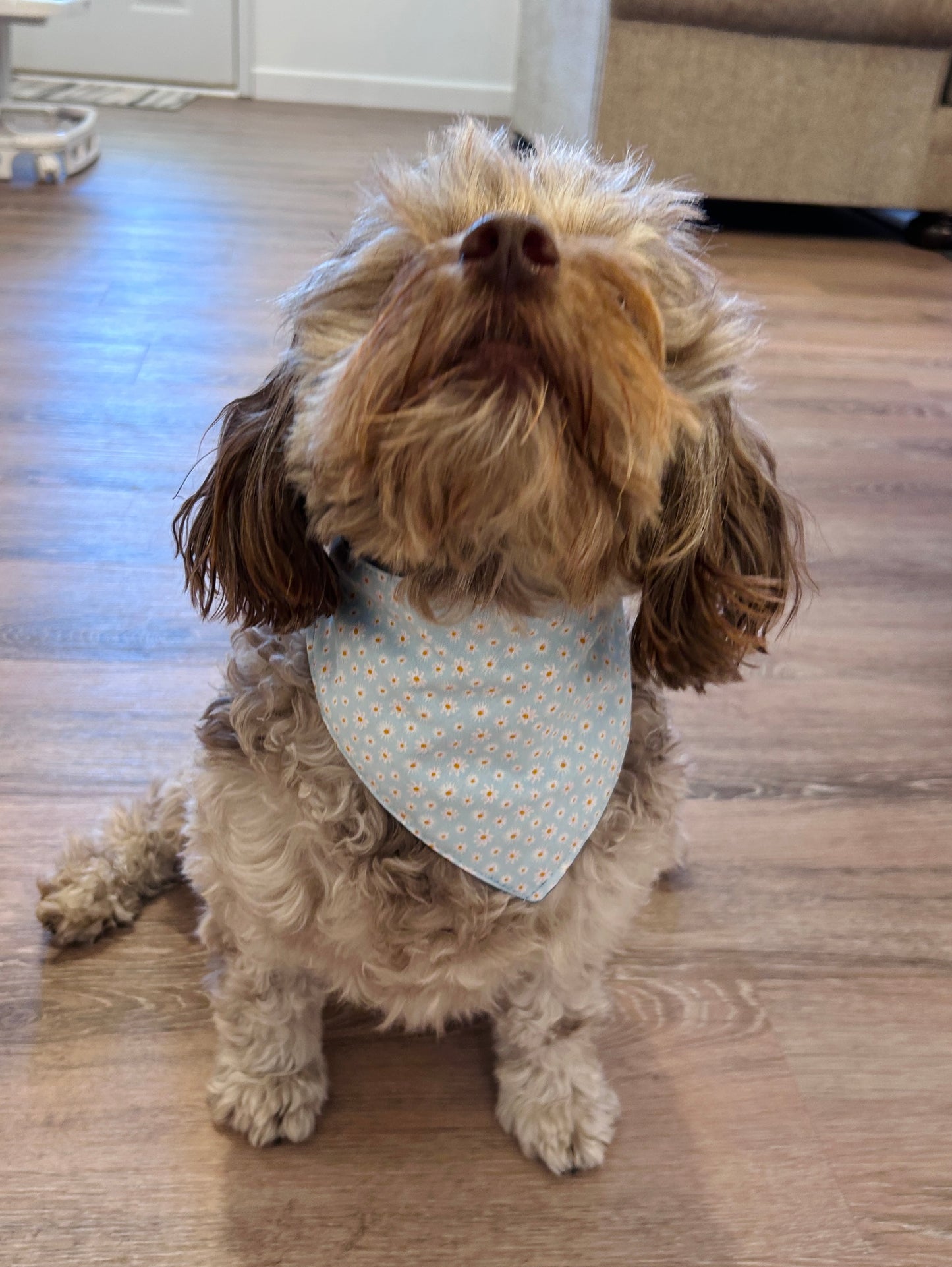 Light Blue Slip-On Pet Scrunchie