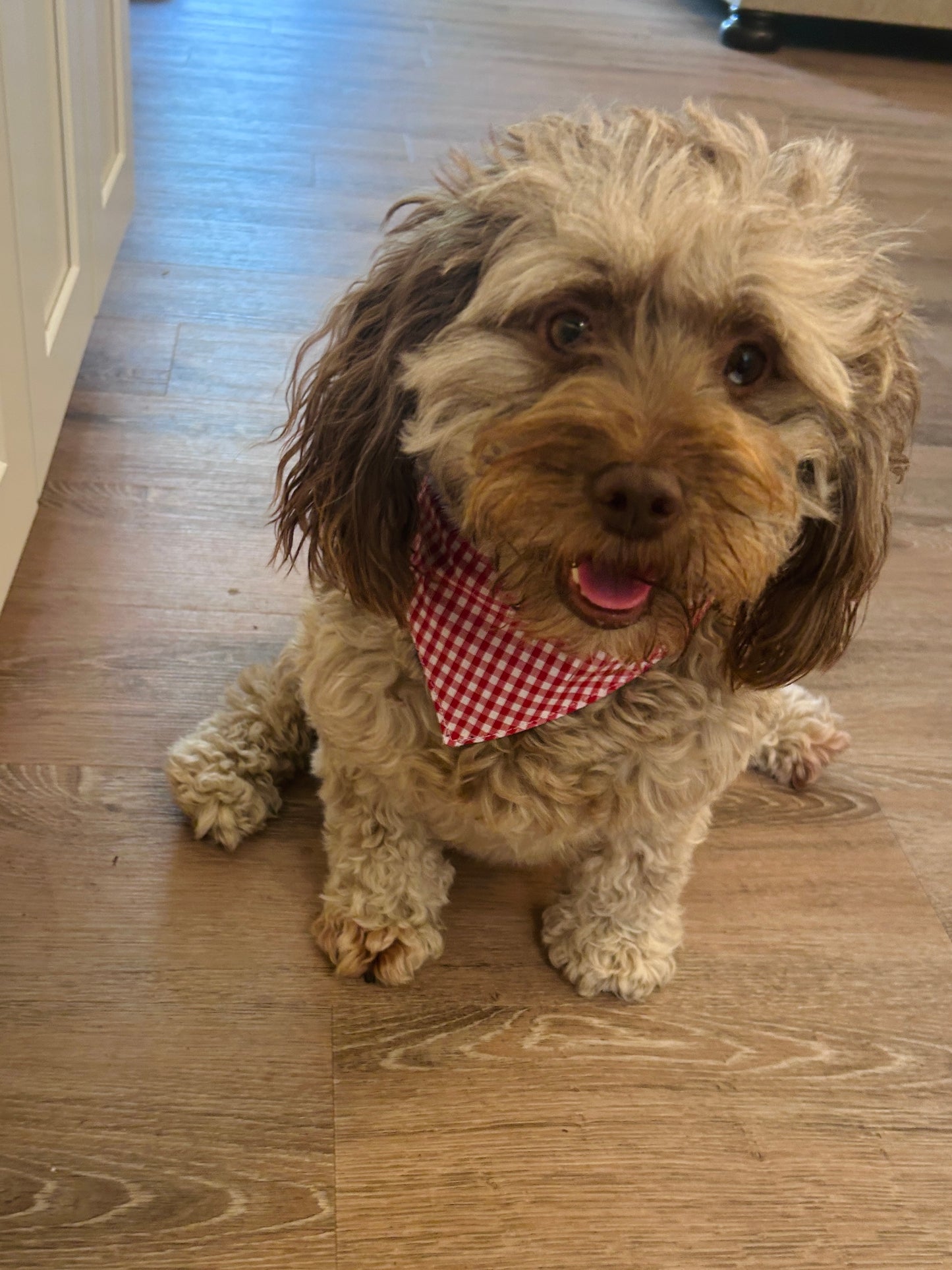 Reversible Dark Blue Stripes & Red Gingham Dog Bandana